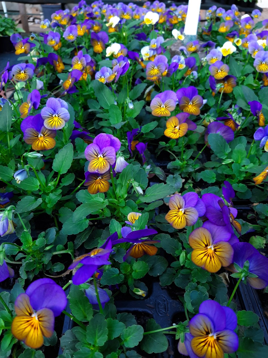 Positivity Tips During This Quarantine&nbsp;Period